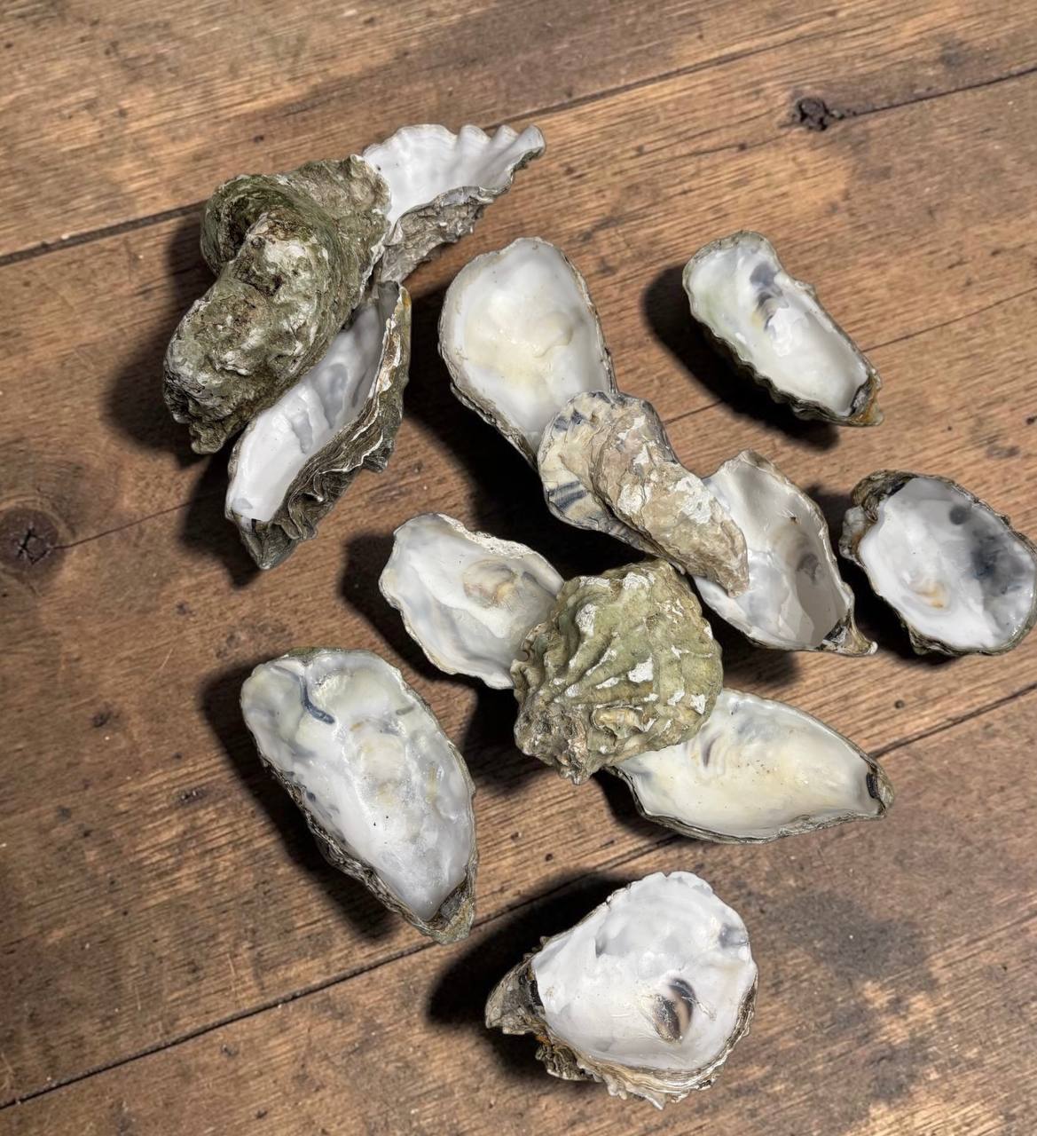 Large Cleaned Oyster Shell Cups 10–13 cm | Crafts & Wedding Decor