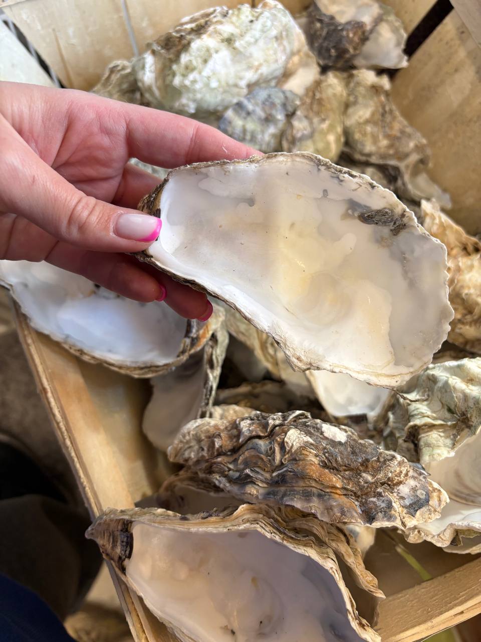 Large Cleaned Oyster Shell Cups 10–13 cm | Crafts & Wedding Decor