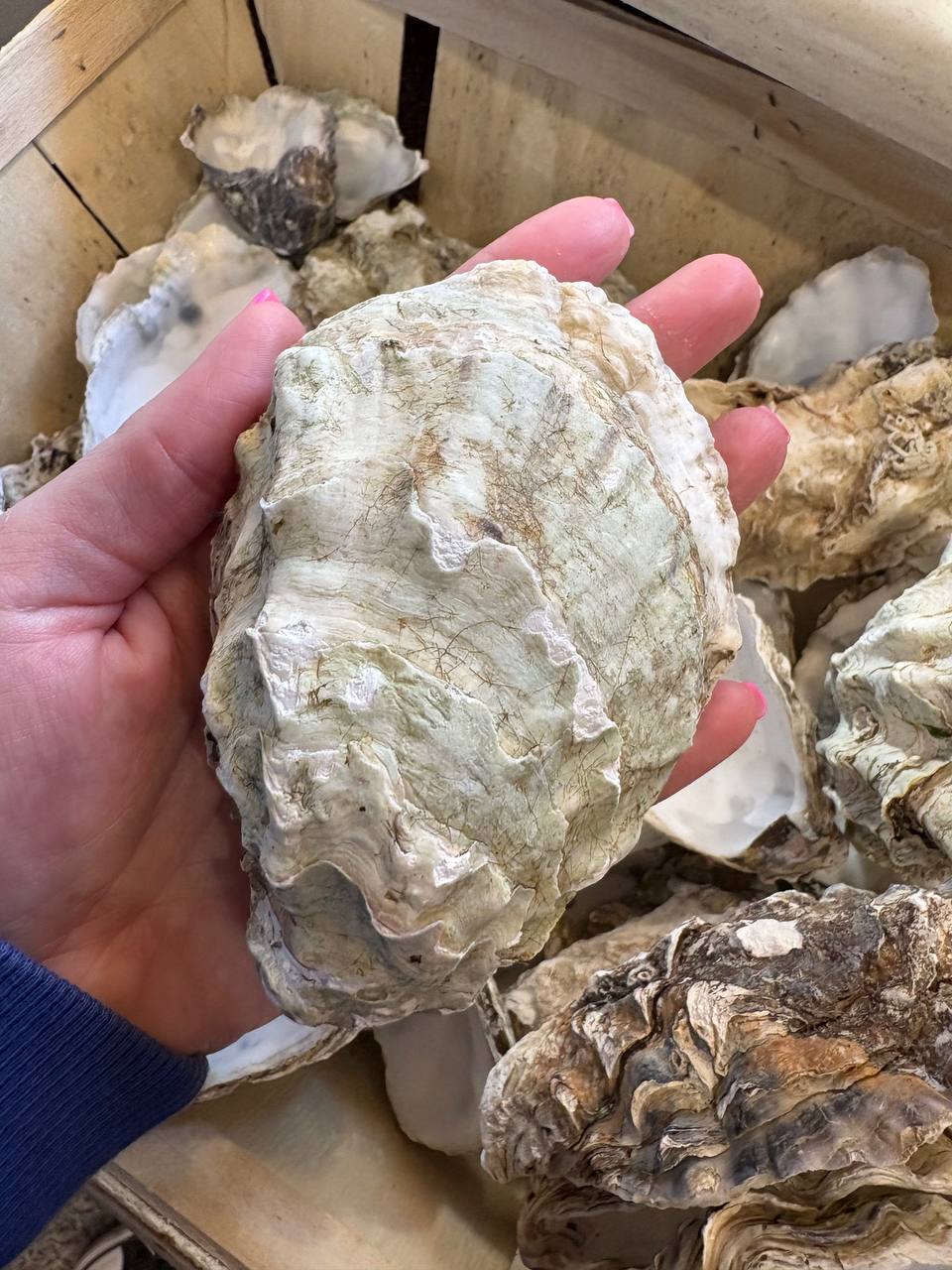 Large Cleaned Oyster Shell Cups 10–13 cm | Crafts & Wedding Decor