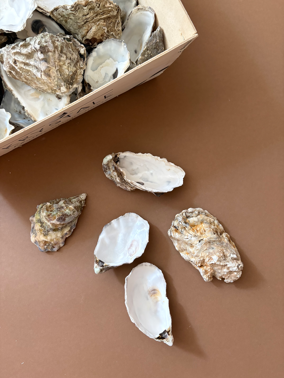 Several raw oyster shells are arranged on a smooth brown surface, with a wooden tray filled with more oyster shells in the upper left corner.
