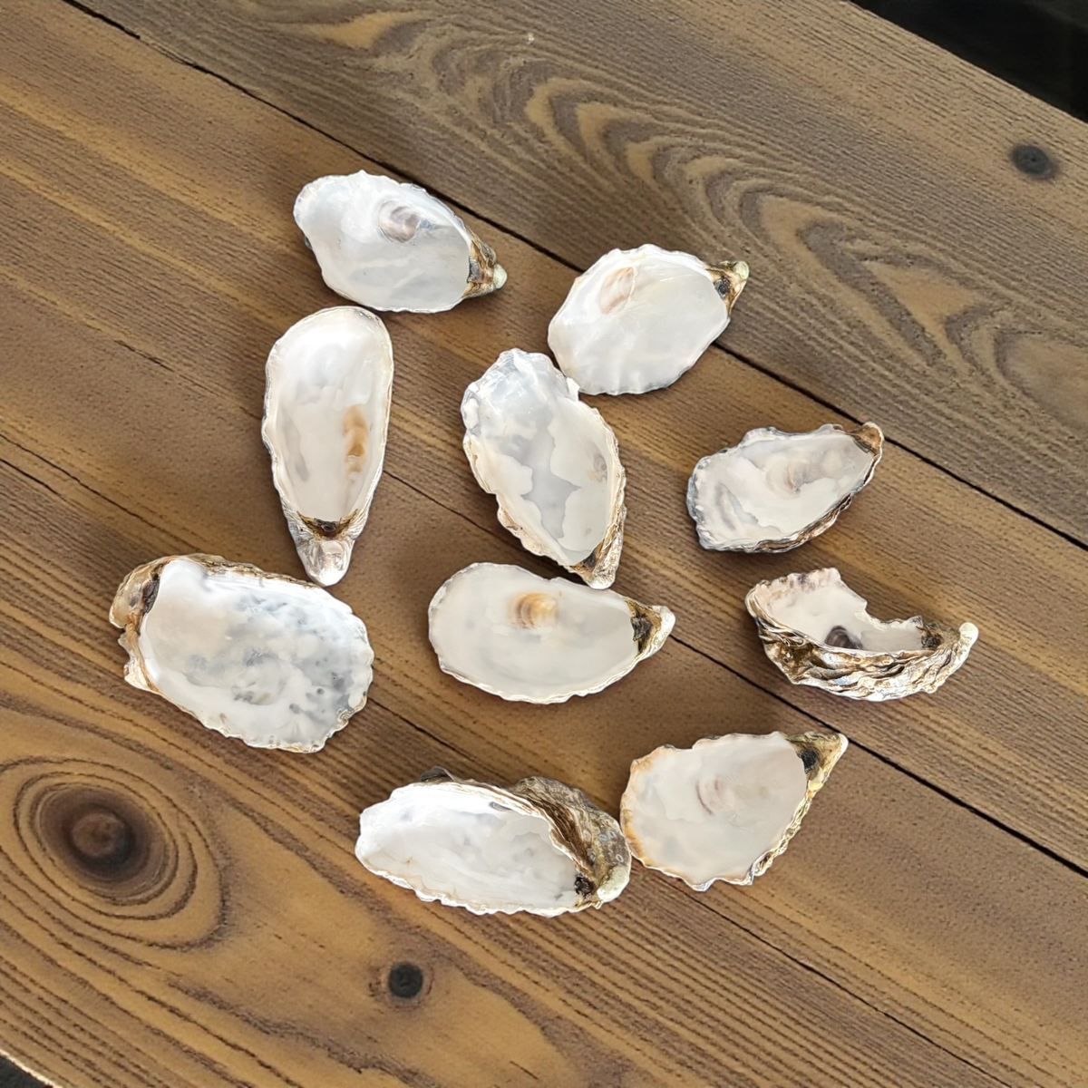 Nine raw oyster shells of various sizes arranged on a rustic brown wooden table.